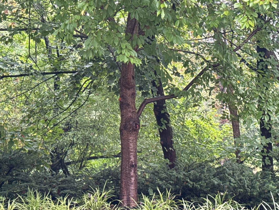 walking near me in Ravenscliff Park in autumn