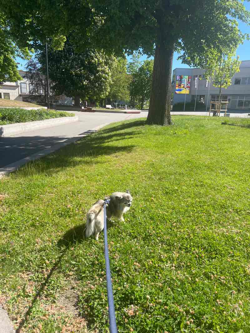 walking near me in Åmanska parken in summer