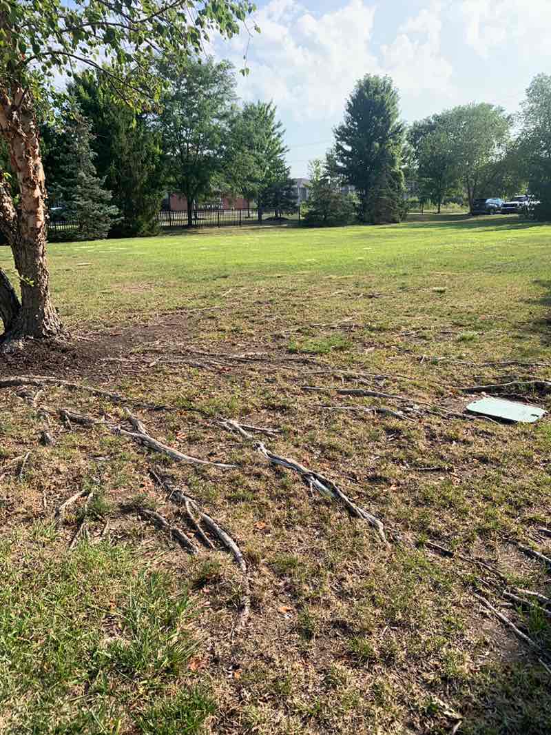 walking near me in Chestnut Commons Park in summer