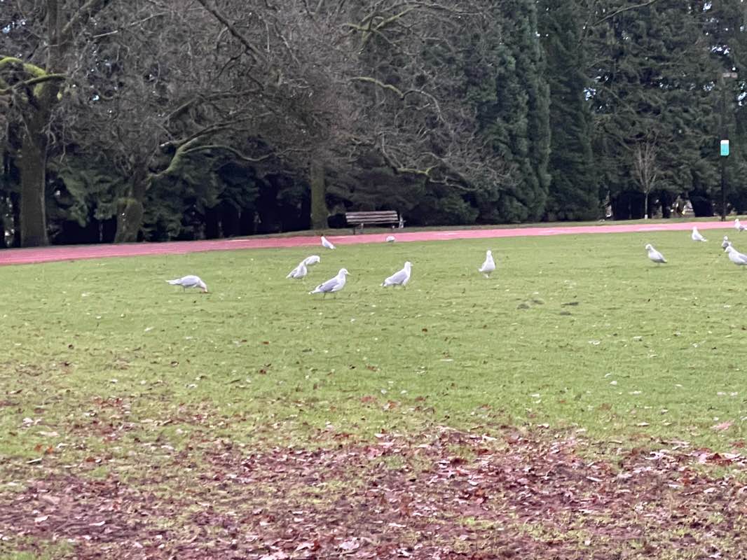 walking near me in Memorial South Park in winter