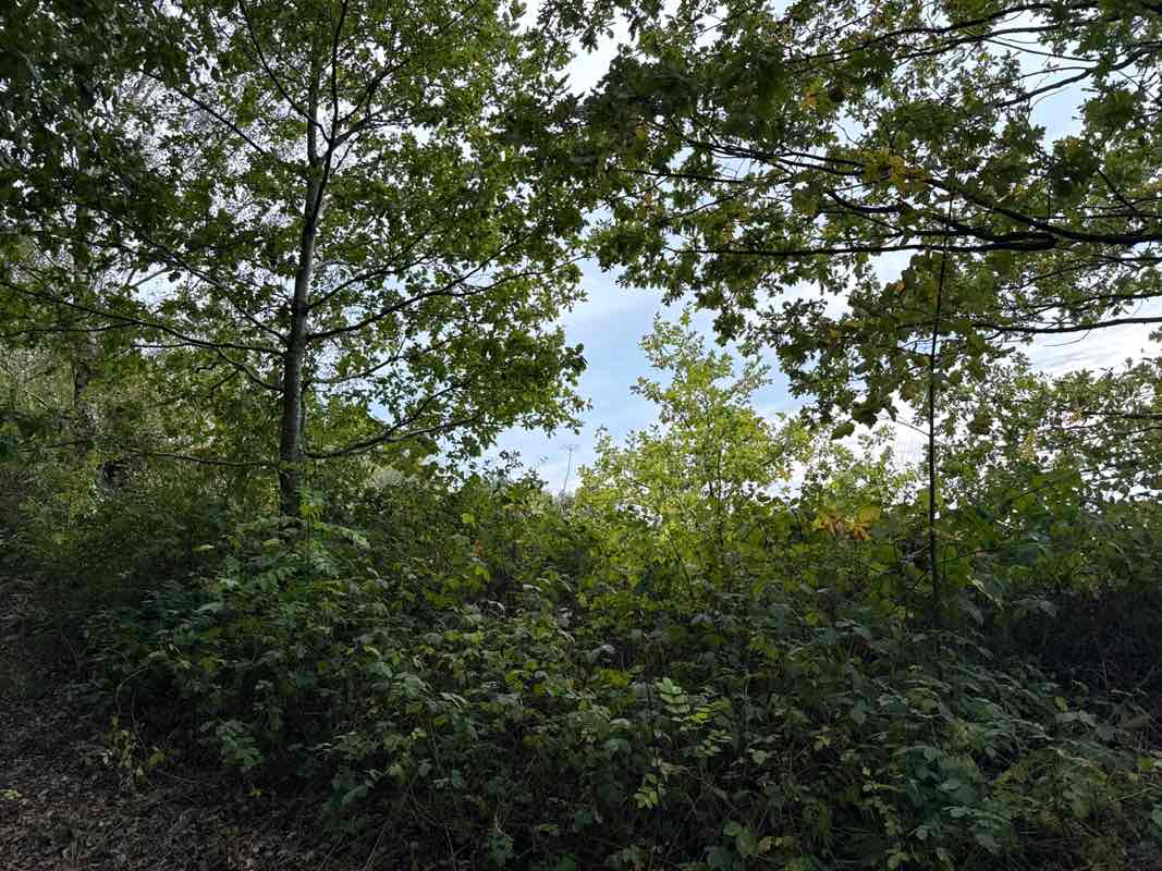 walking near me in Sarah's Wood in autumn