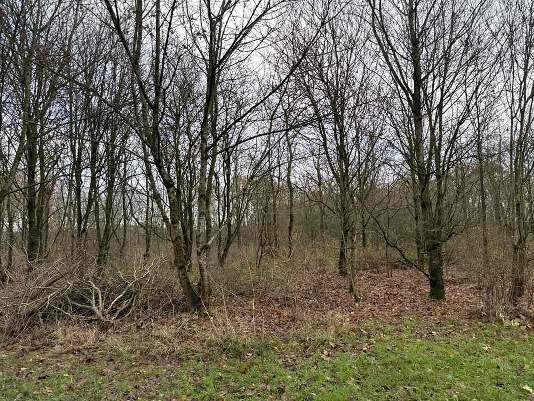 walking near me in Donisthorpe Woodland Park in winter