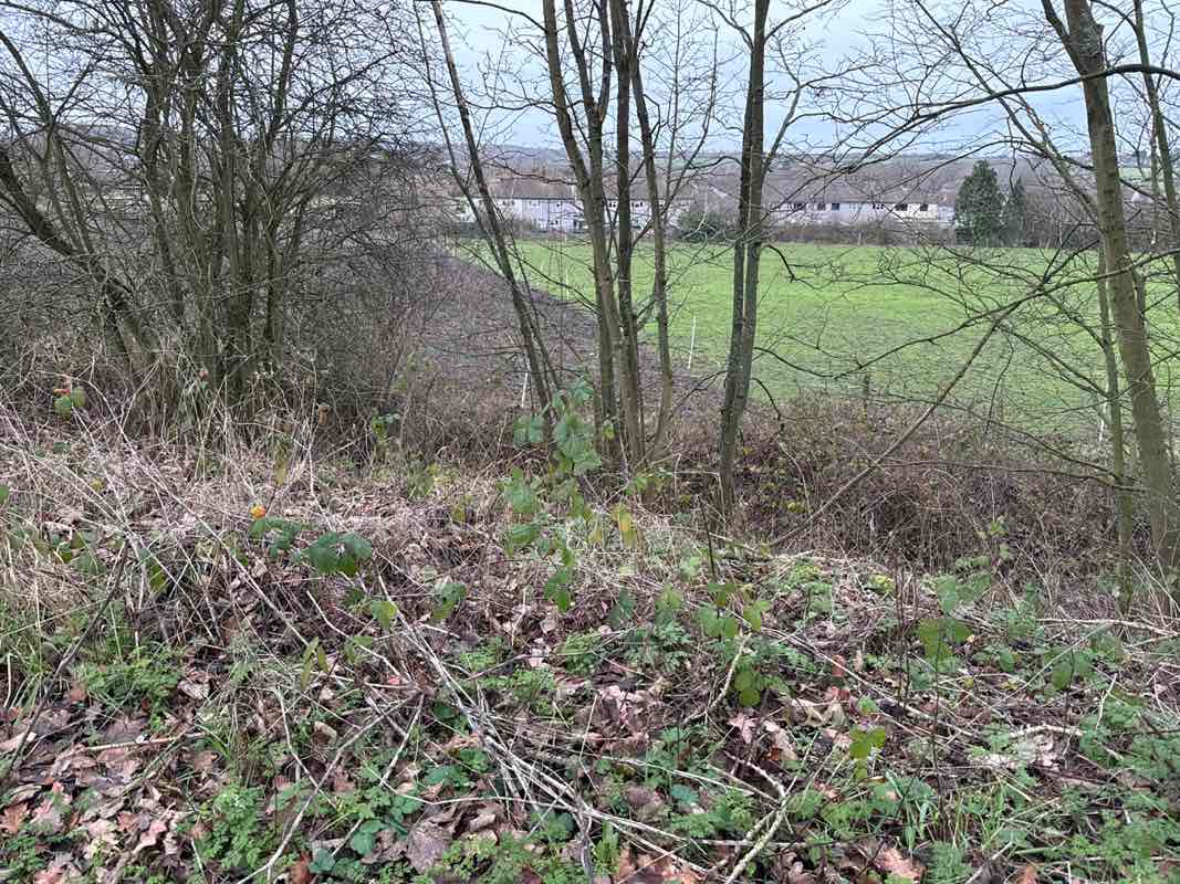 walking near me in Donisthorpe Woodland Park in winter