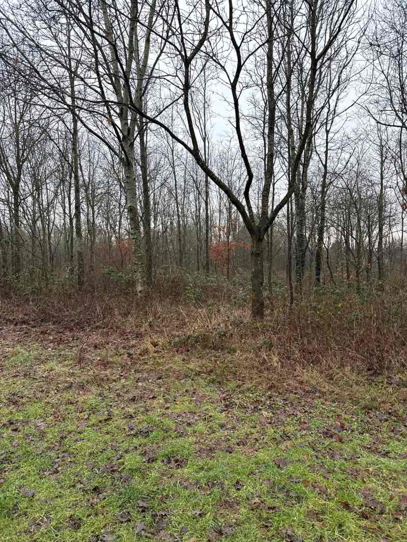walking near me in Donisthorpe Woodland Park in winter
