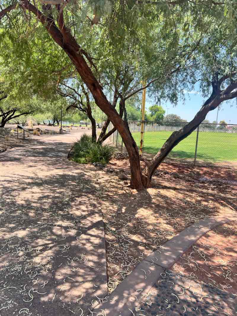 walking near me in Chaparral Park in autumn