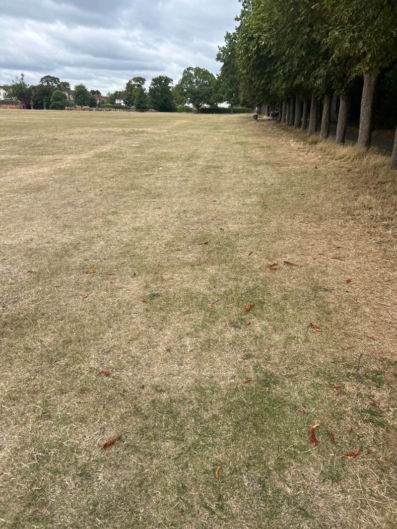 walking near me in Cintra Park in autumn