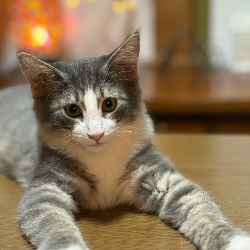 mew-5656 profile
