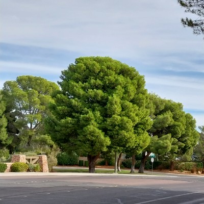 Goal of 10K steps daily. Join me Sam post image