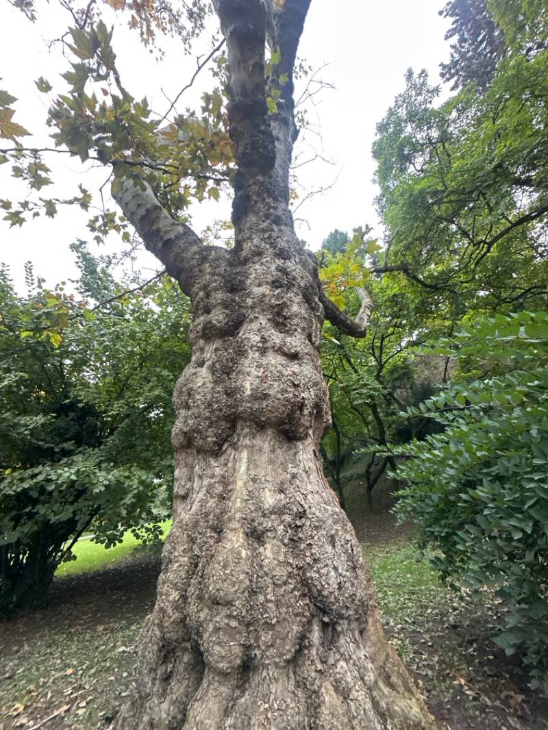 walking near me in Park Ribnjak in autumn