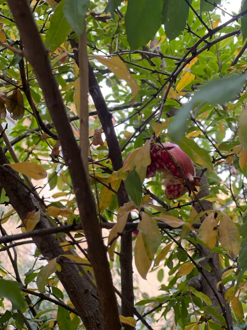 walking near me in Park of The Woman - Freedom-fighter in autumn