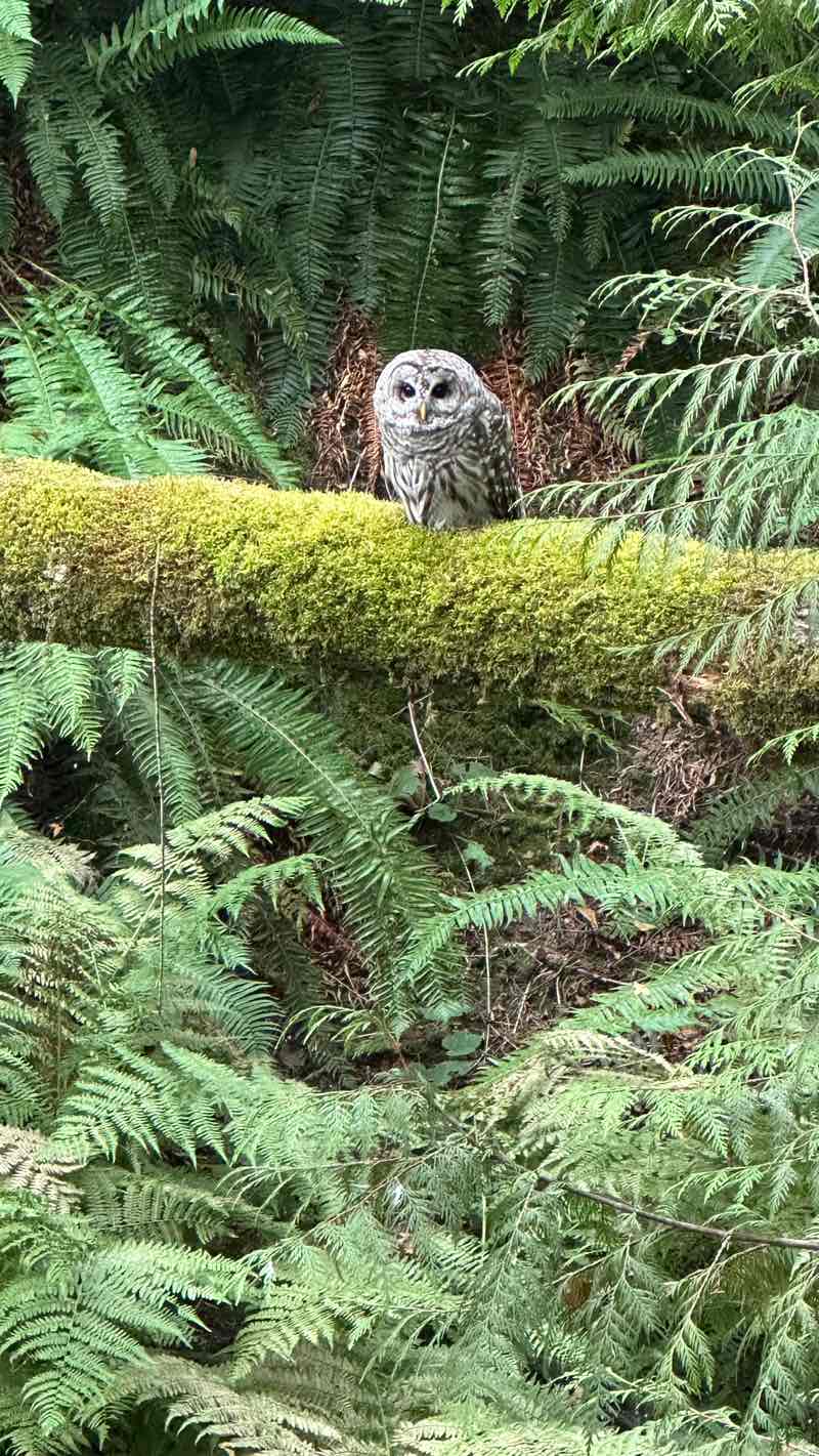 walking near me in Centennial Park in autumn