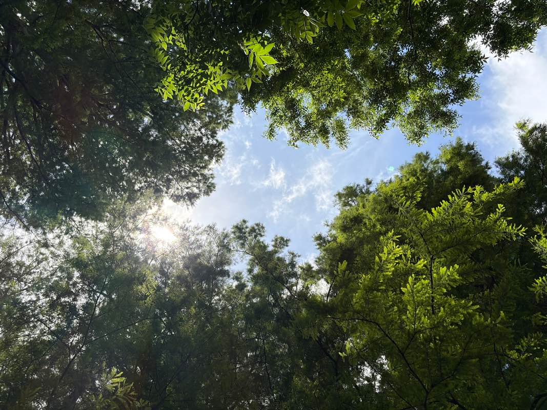 walking near me in Wallace Park in summer