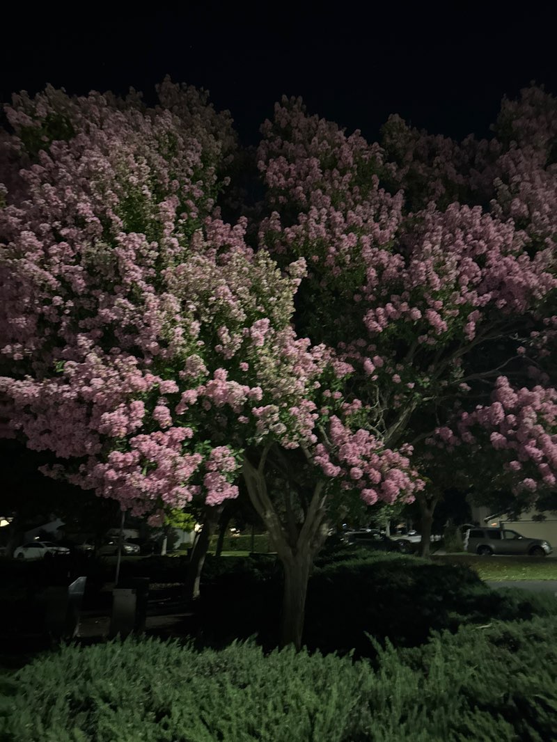 walking near me in Hillcrest Park in summer