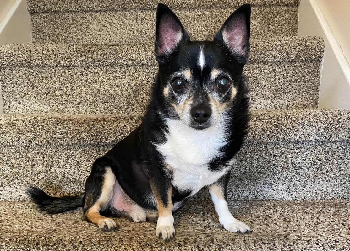 💔 🌈Pacergal 2025 🐾🐾 profile