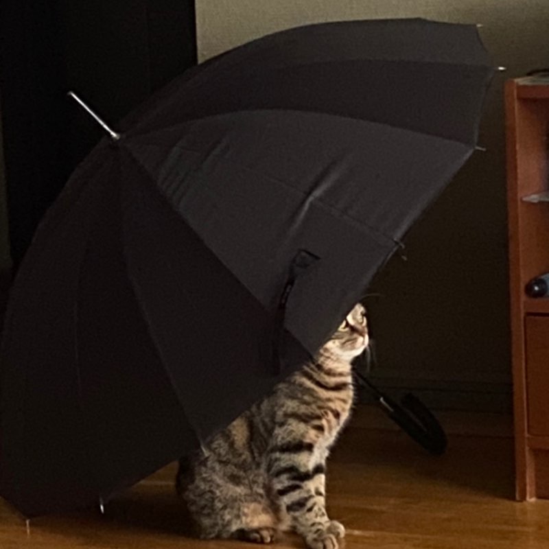 Vika 🏔🇺🇦🕊 post 1