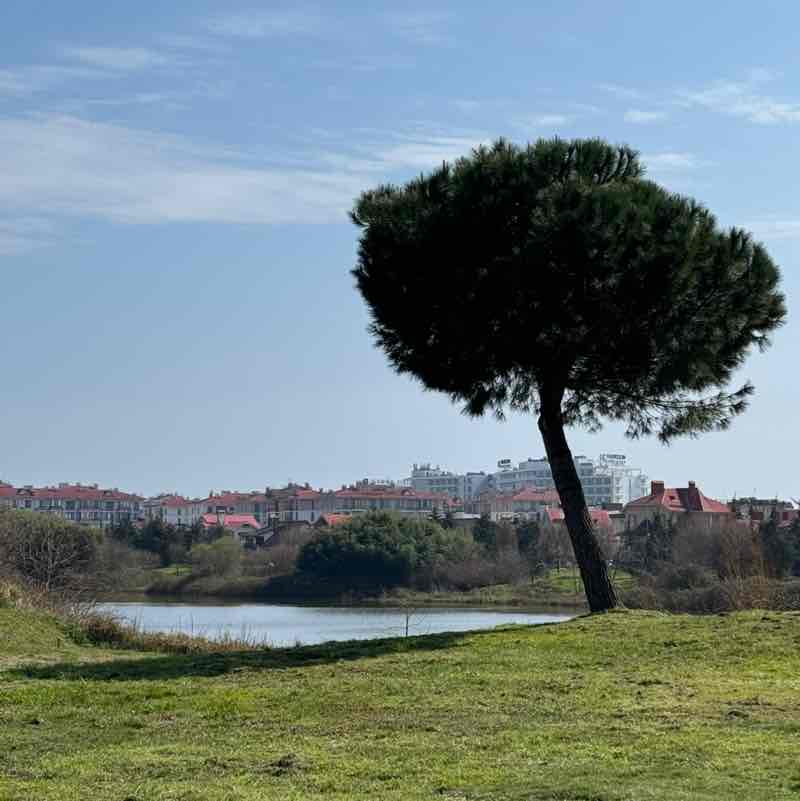 Ananastasia 🍍 post 1