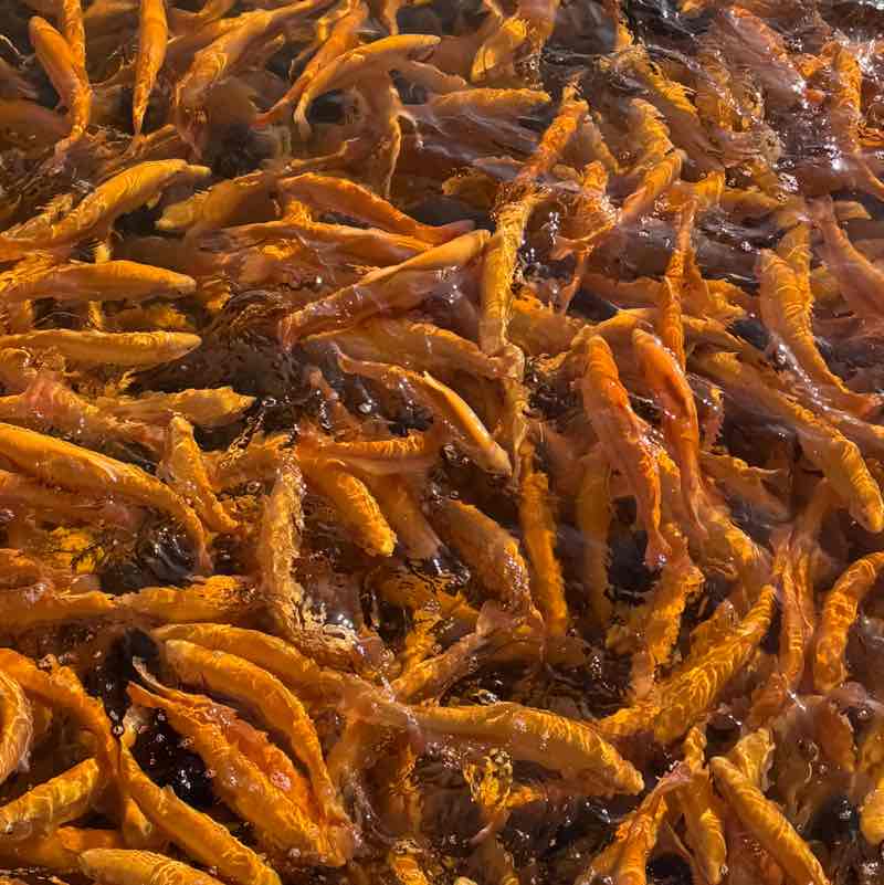 Ananastasia 🍍 post 1