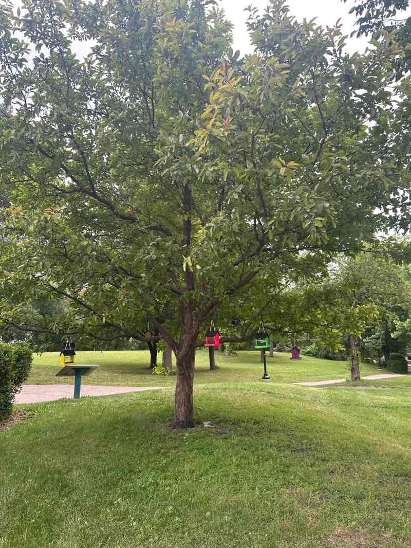 walking near me in Bonnycastle Park in summer
