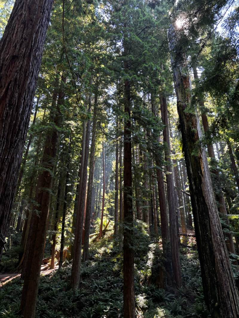 walking near me in Redwood Park in autumn