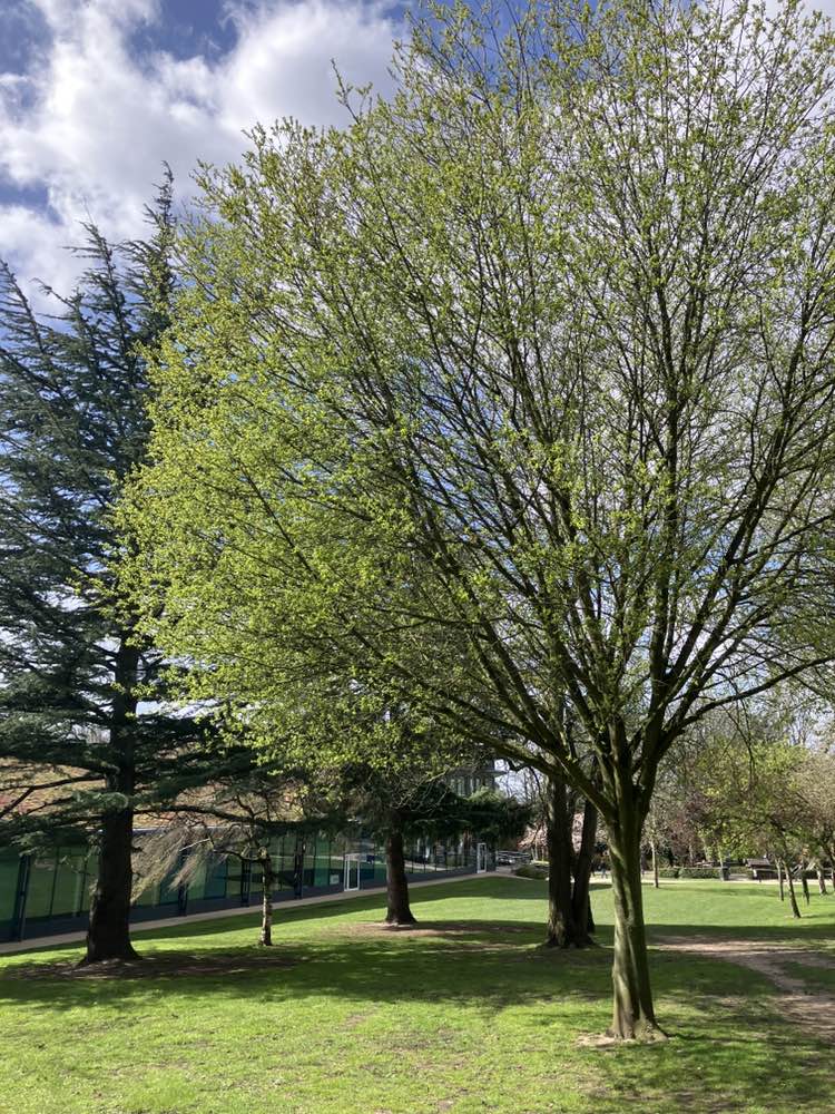walking near me in Argents Mead in spring