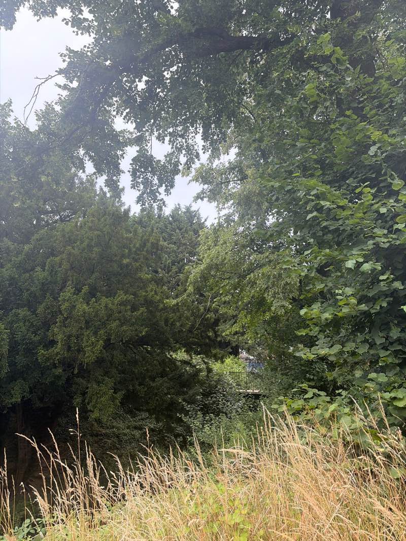 walking near me in Argents Mead in summer