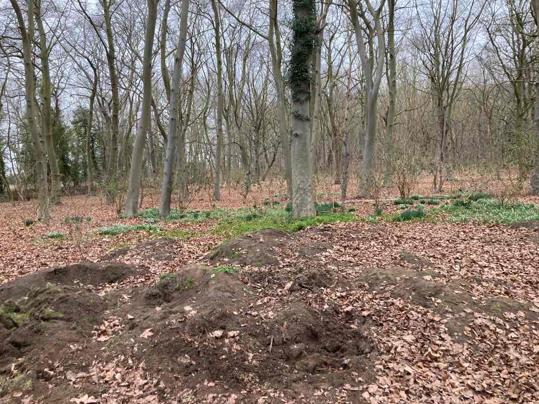 walking near me in Anglesey Abbey (National Trust) in winter
