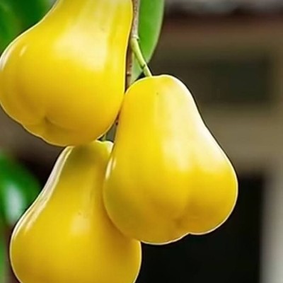 June Steps Challenge 金顯 post image