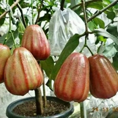 June Steps Challenge 金顯 post image