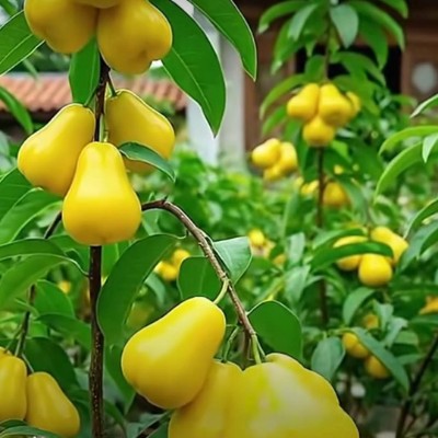 June Steps Challenge 金顯 post image