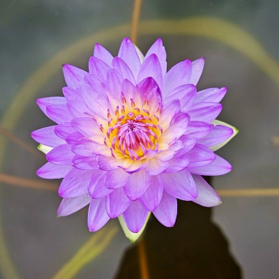 February Group Challenge 金顯 post image