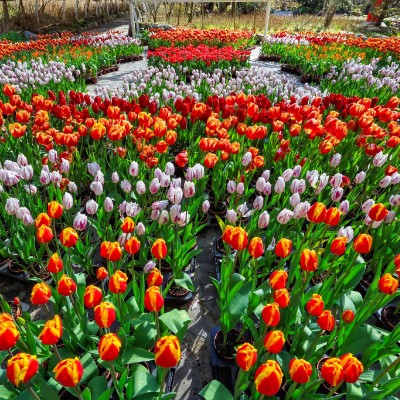 February Steps Challenge 金顯 post image