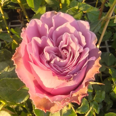 February Group Challenge 金顯 post image