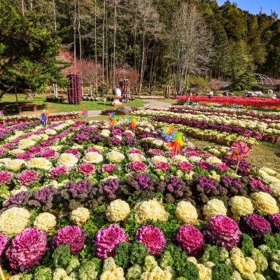 February Steps Challenge 金顯 post image