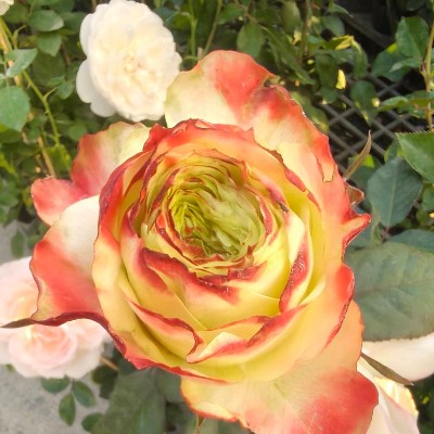 February Group Challenge 金顯 post image