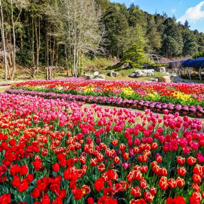 February Steps Challenge 金顯 post image