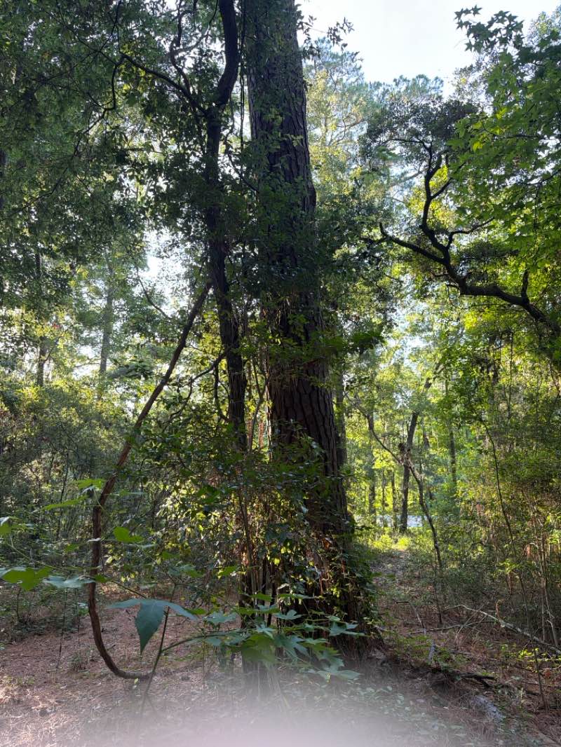 walking near me in Whitemarsh Preserve aka Demere Tract in summer