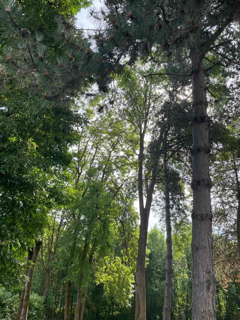walking near me in Greenway Park in summer