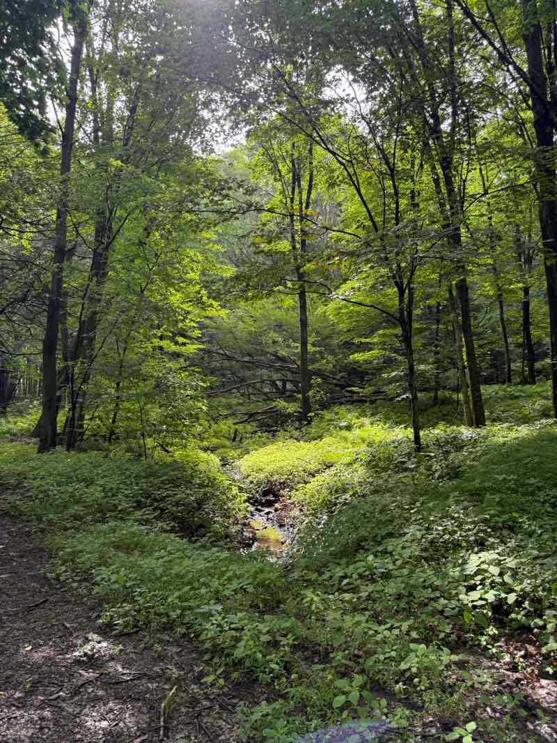 walking near me in Railway Park in summer