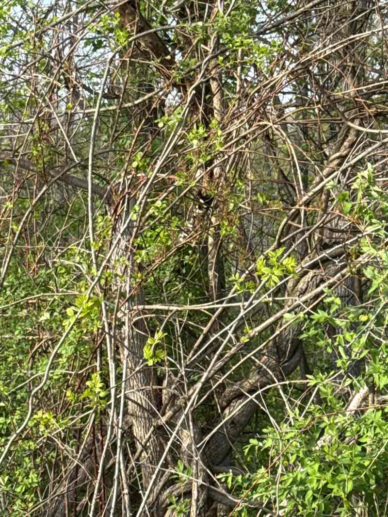 walking near me in Jefferson Park in spring