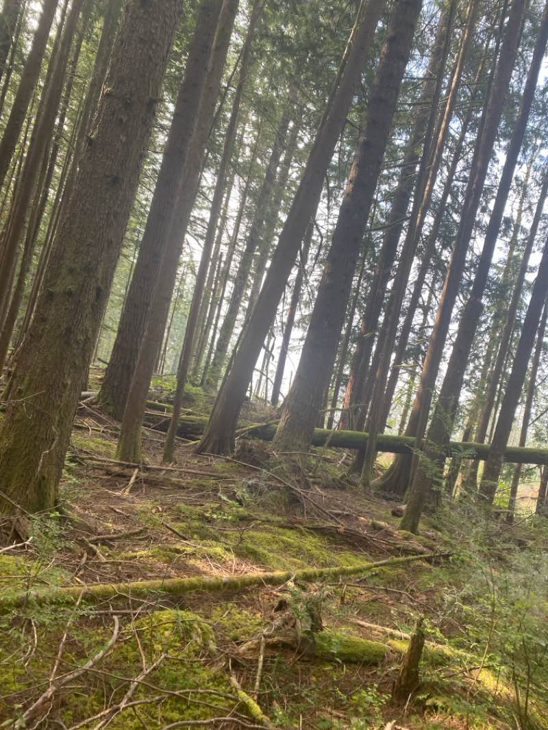 walking near me in Wallace Falls State Park in autumn