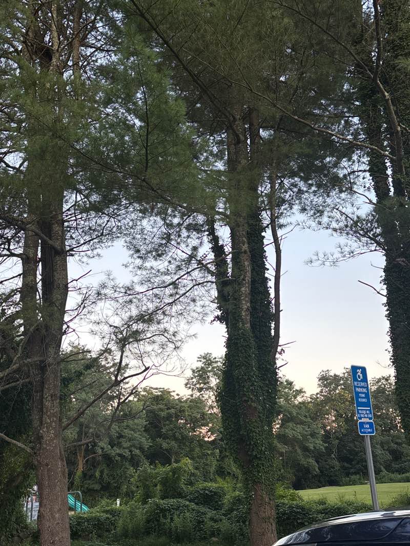 walking near me in Mystic Academy Park in summer