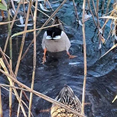 CAMELOT 🏰 Ombre🎖️🏰🎖️ post image