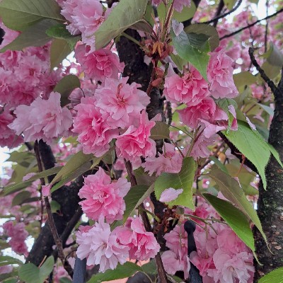 CAMELOT 🏰 Ombre🎖️🏰🎖️ post image