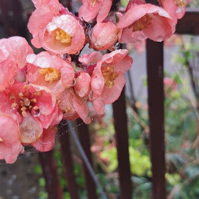 CAMELOT 🏰 Ombre🎖️🏰🎖️ post image