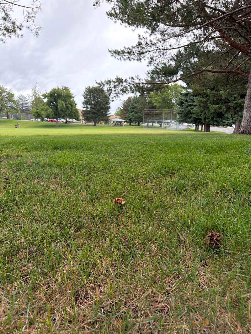 walking near me in Kiwanis Park in summer