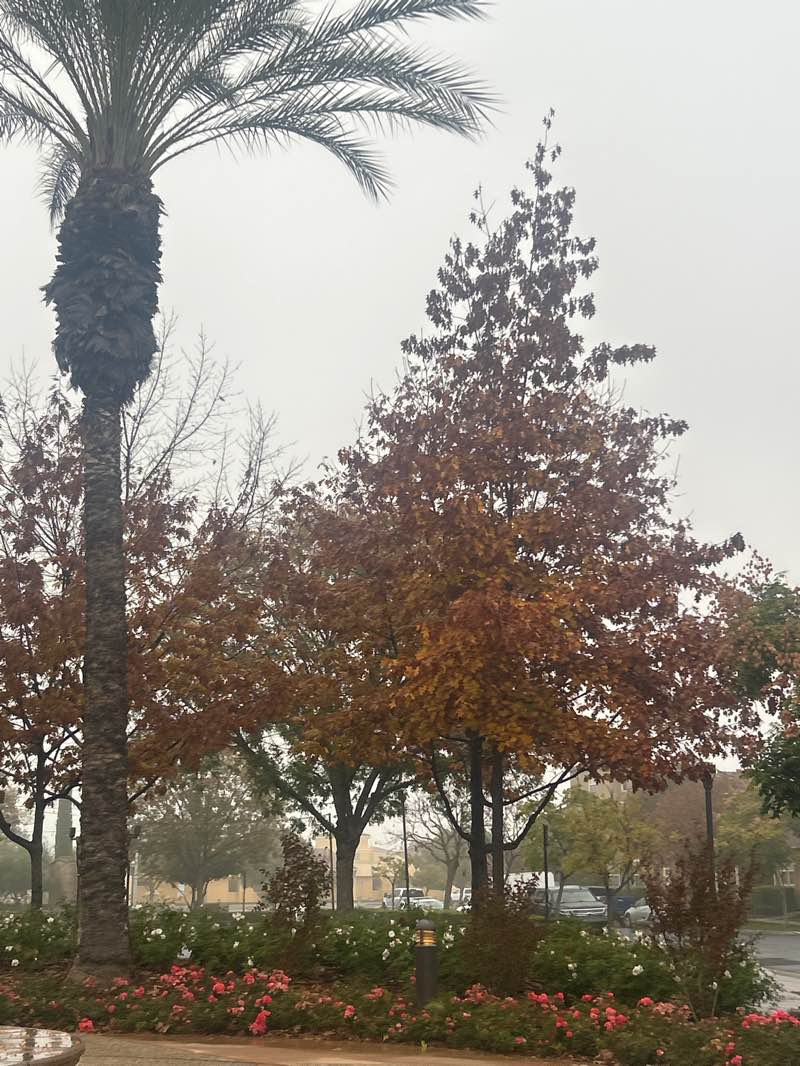 walking near me in Harlan Ranch Park in autumn