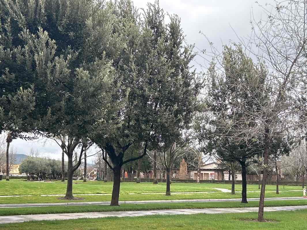 walking near me in Harlan Ranch Park in winter