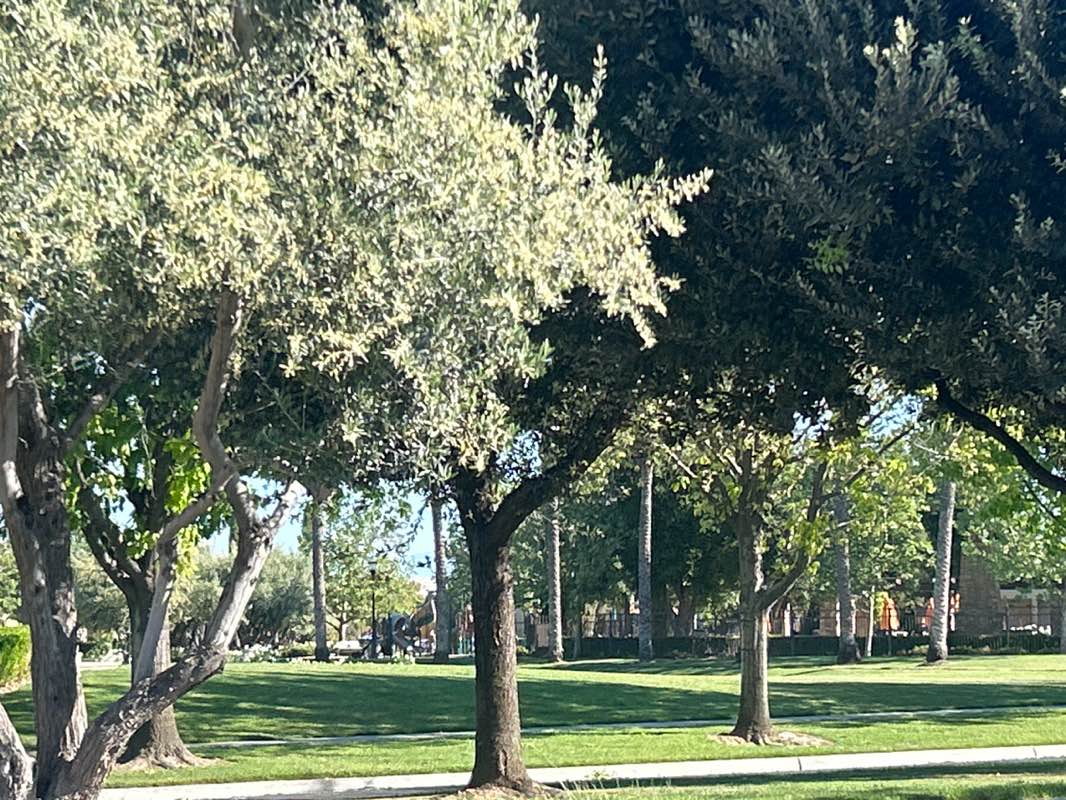 walking near me in Harlan Ranch Park in spring