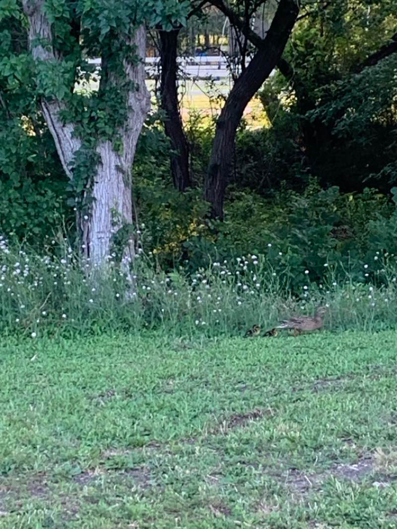 walking near me in Timbers Nature Preserve Park in summer