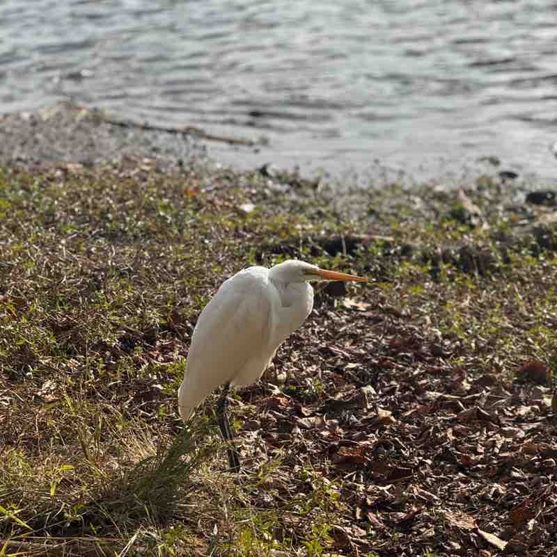 Crystal Alleyne post 1